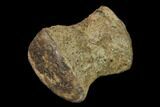 Fossil Pliosaur (Pliosaurus) Flipper Digit - England #136735-3